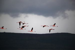 Flamingos Flying High Over Lake Nakuru 